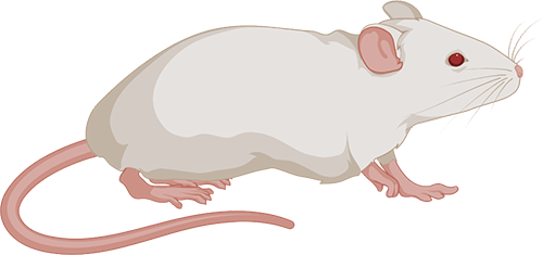 Mammalian expression
